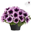 Bild von Petunia TP26 Blueberry